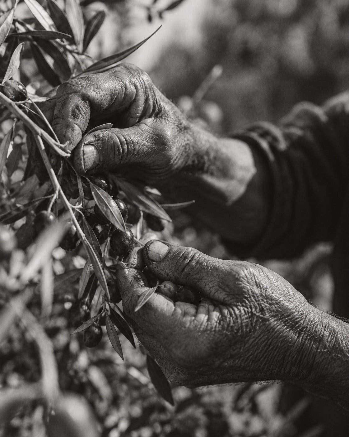 Manos recogiendo aceitunas en el olivar
